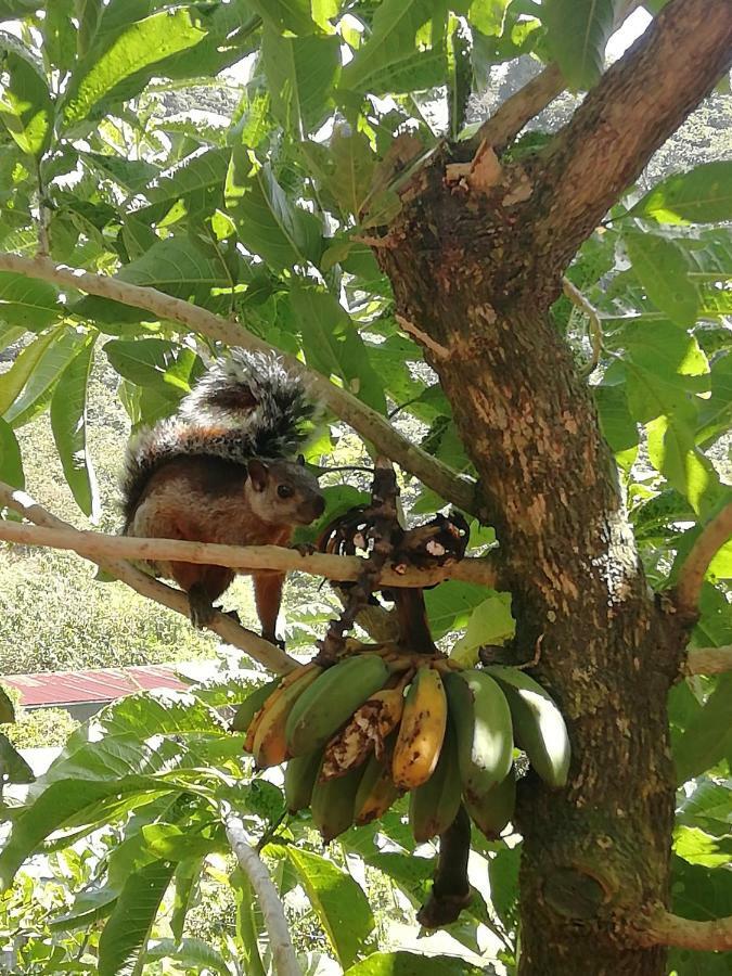 La Guayaba モンテベルデ エクステリア 写真